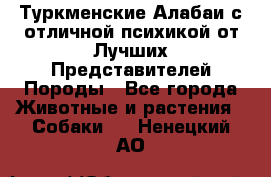 Туркменские Алабаи с отличной психикой от Лучших Представителей Породы - Все города Животные и растения » Собаки   . Ненецкий АО